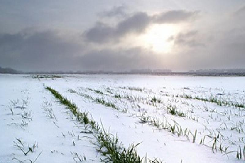 Січнева погода в Україні готується нанести ще один удар по озимих