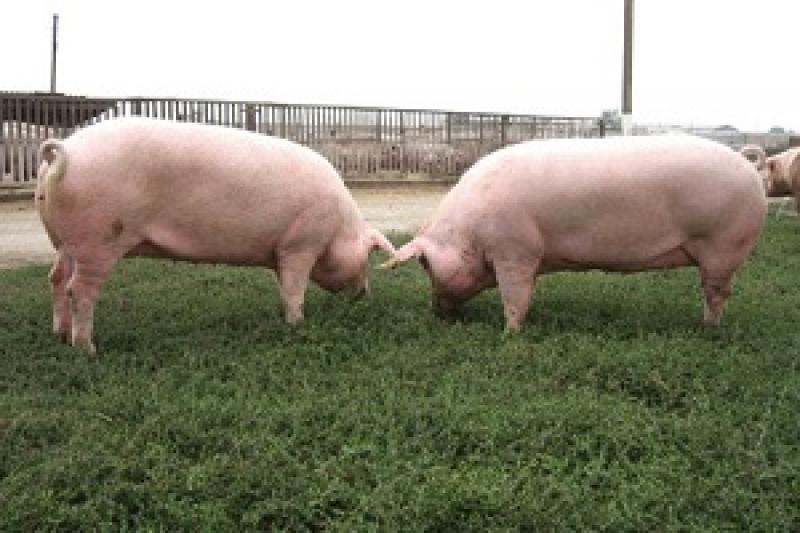 На сьогодні в Україні займаються розведенням 12 порід свиней