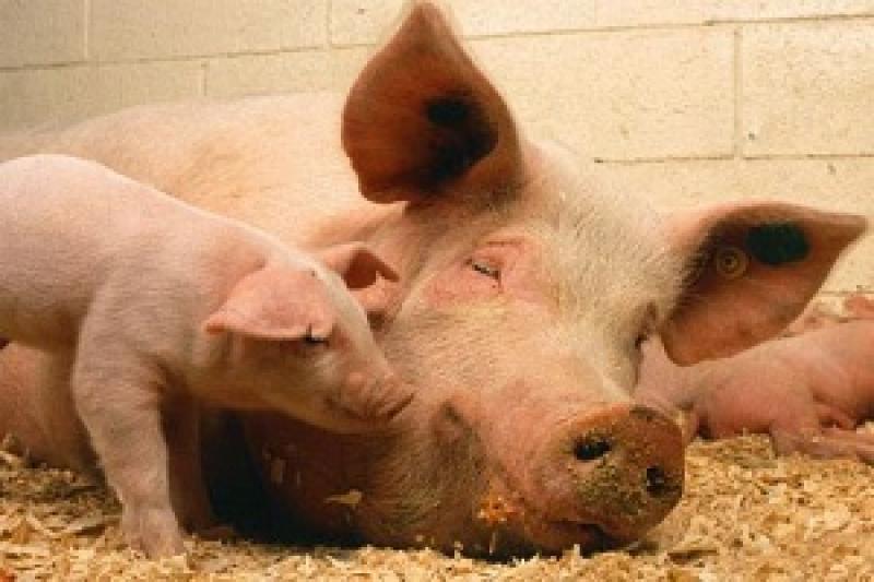 Аграрії обирають свиней великої білої породи імпортного походження