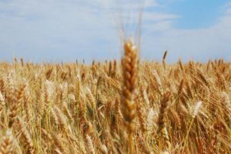Ціни на пшеницю знизилися