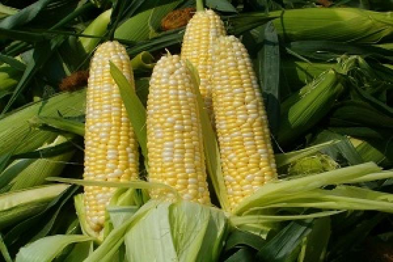 Ринок кукурудзи почав активізуватися