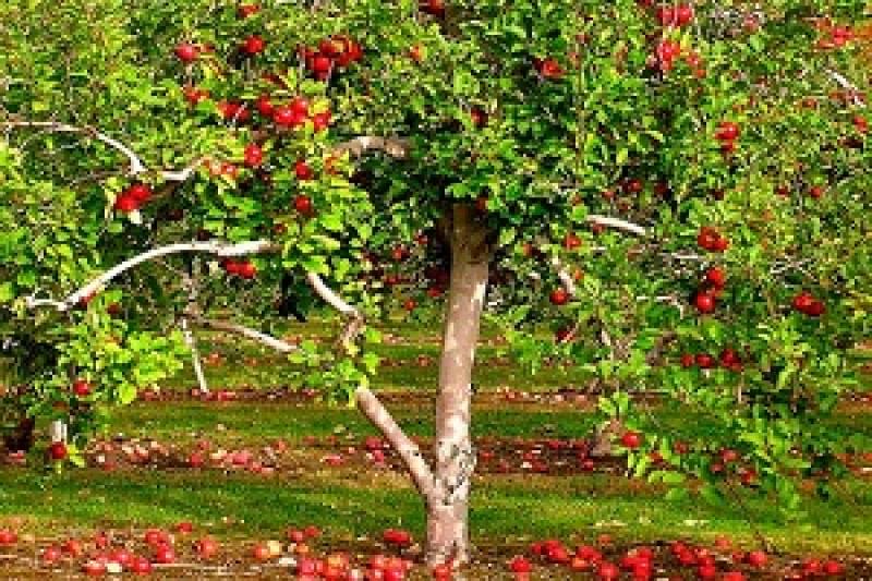 У Південному Казахстані площу яблуневих садів збільшать у два рази