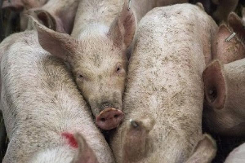 Закупівельні ціни на живець свиней знизилися