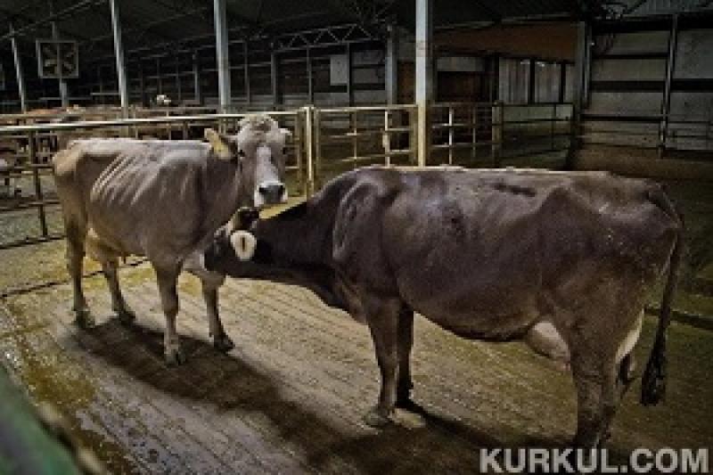 Латвійські фермери переходитимуть на м’ясне тваринництво