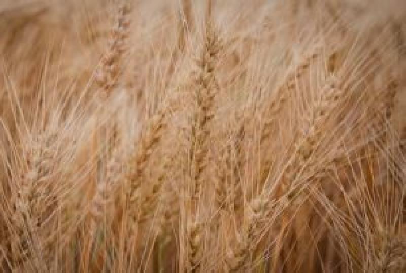 ЄС активно закуповує українську пшеницю