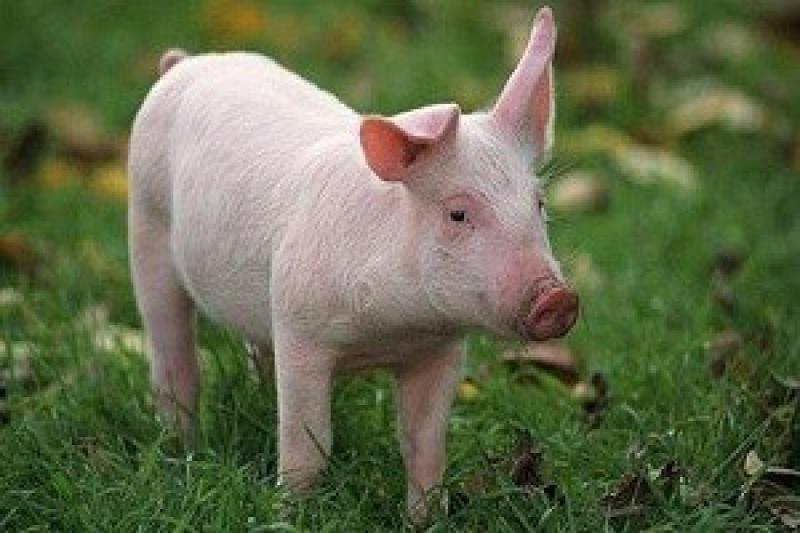 Продовжується тенденція зниження закупівельних цін на живих свиней