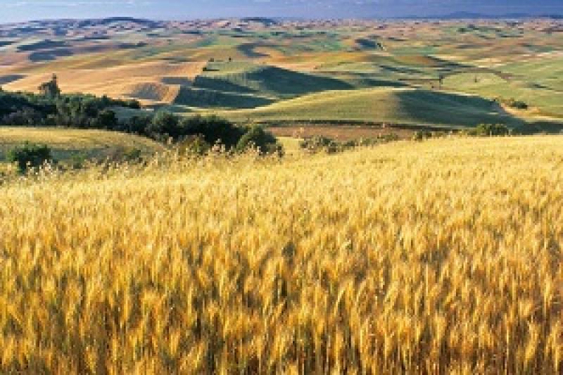 Протягом двох тижнів поспіль спостерігається висхідний тренд на зернові культури