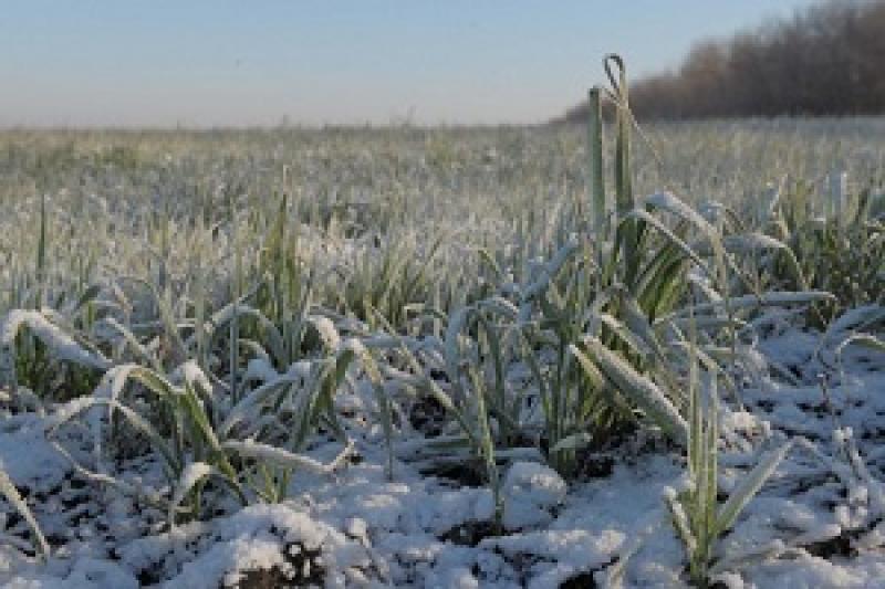 Тепла погода збережеться в Україні до середини лютого
