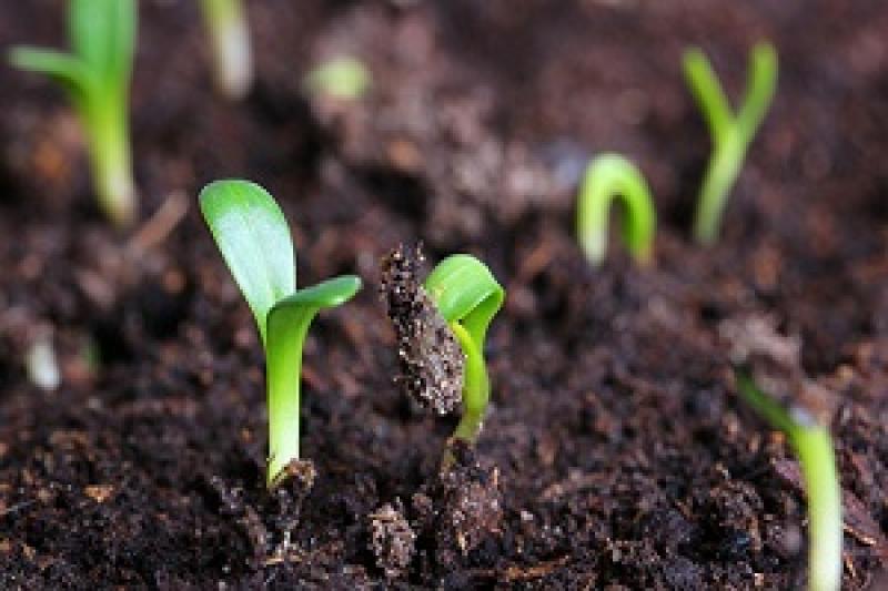 В Україні очікується зростання попиту на вітчизняне насіння