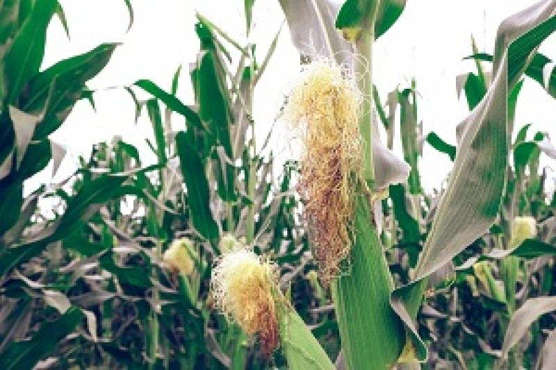 Ринок кукурудзи продемонстрував значний ріст цін