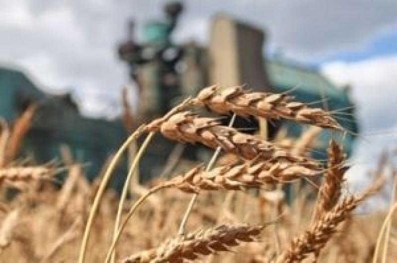 Ціни на пшеницю продовжують ріст
