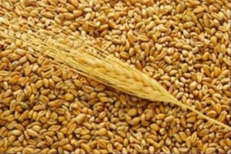 На сьогодні тіньовий ринок насіння в Україні оцінюється до 2 млн т