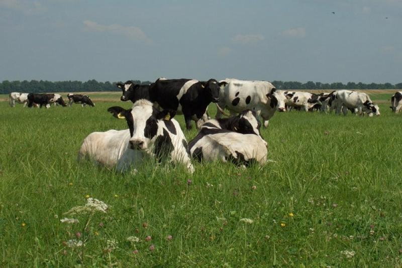 Мінагропрод присвоїв 4 молочно-товарним фермам HarvEast статус племінного господарства