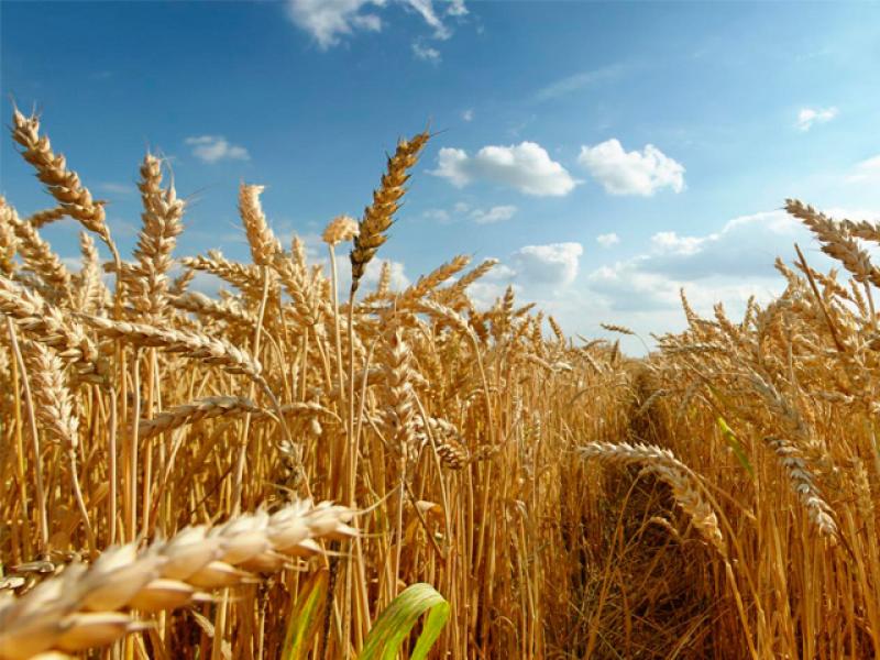 Протягом минулого тижня на вітчизняному ринку пшениці спостерігався висхідний ціновий тренд,