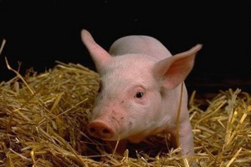 Свинарі Молдови зазнають великих збитків