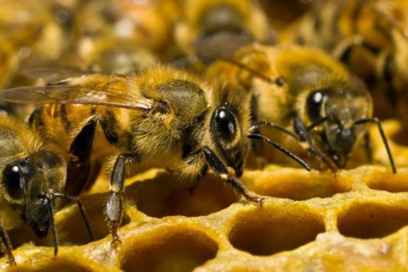 Бджолярський кооператив має шанс отримати грант в 2 млн грн