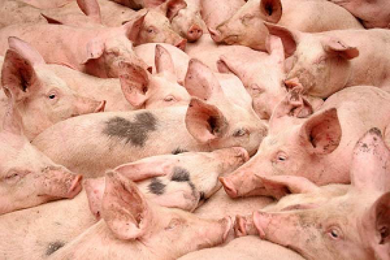 Аграрії збільшили обсяги вирощування свиней на 3,5%