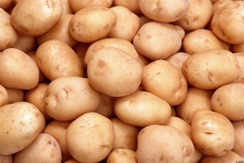 Фермери можуть знову зіткнутися з проблемою збуту картоплі