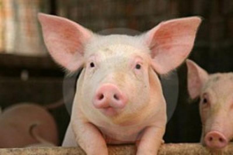 Споживання свинини українцями скоротилося на 22%