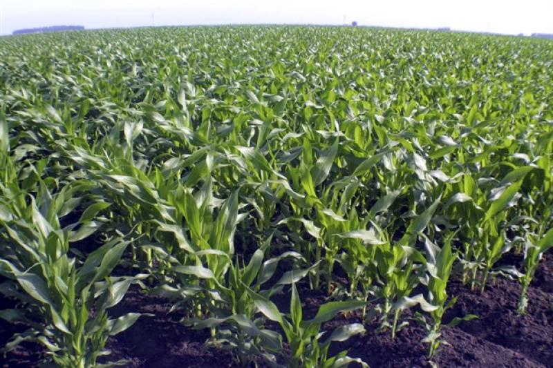 На Рівненщині посіви кукурудзи на зерно збільшаться на 10 тис. га