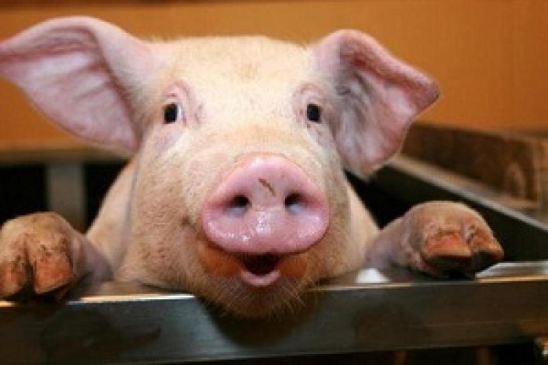 За чисельністю поголів’я свиней Київська область в усіх категоріях господарств займає 1 місце по Україні