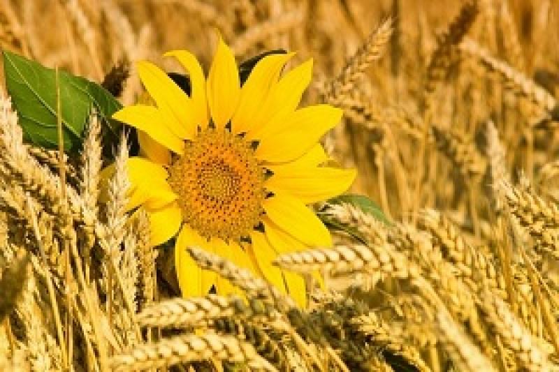 Соняшник, ячмінь і кукурудза потіснять пшеницю з полів