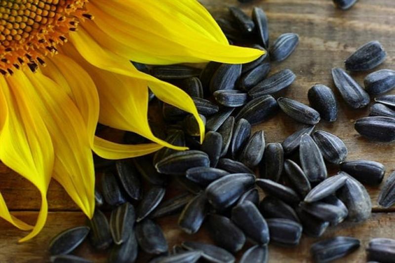 Кожен дев'ятий мішок насіння соняшника клієнт Seed Ukraine отримує безкоштовно