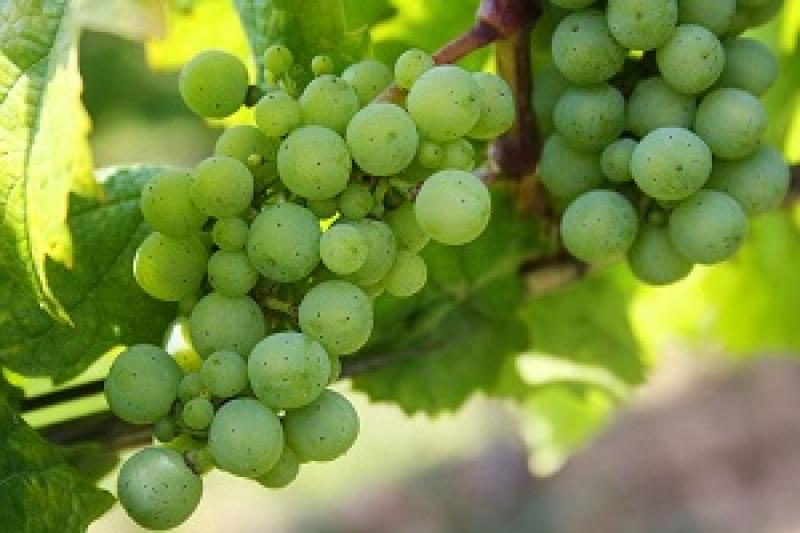 Виноградні насадження у Закарпатській області потребують негайного оновлення