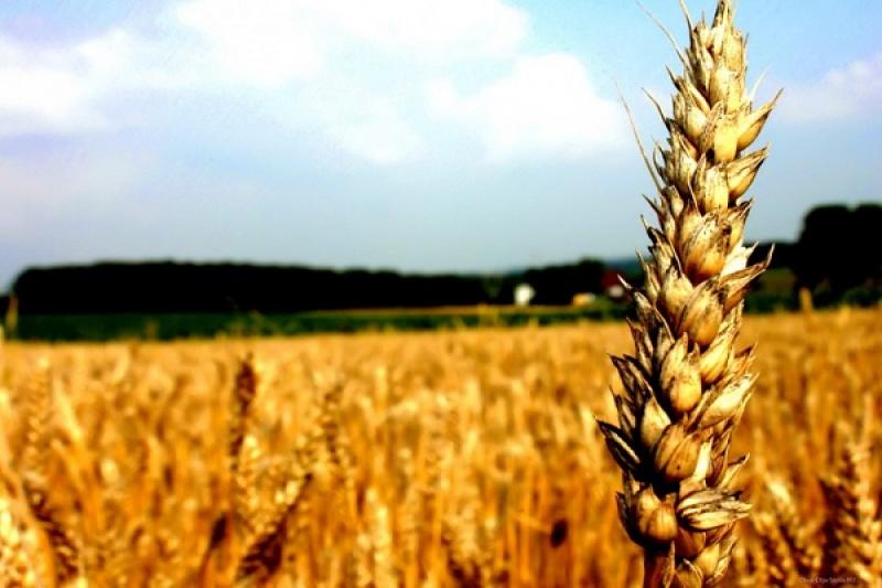 Україна може наростити обсяги виробництва зернових до 100 млн т