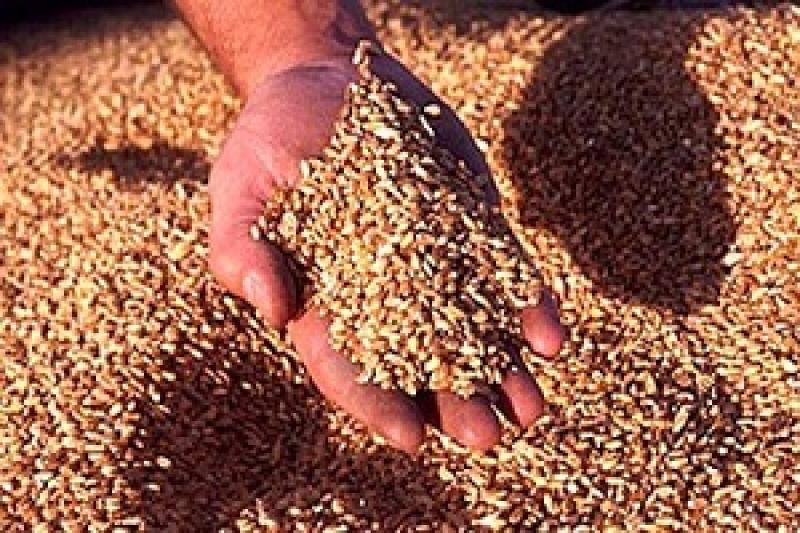 З початку року спостерігається ріст цін на внутрішньому ринку зернових