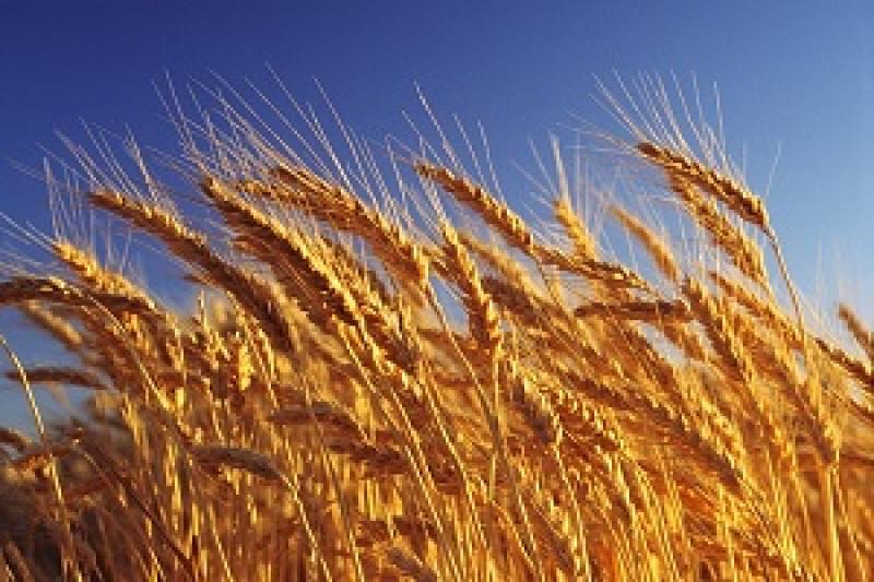 Аграрії здержують продаж зерна