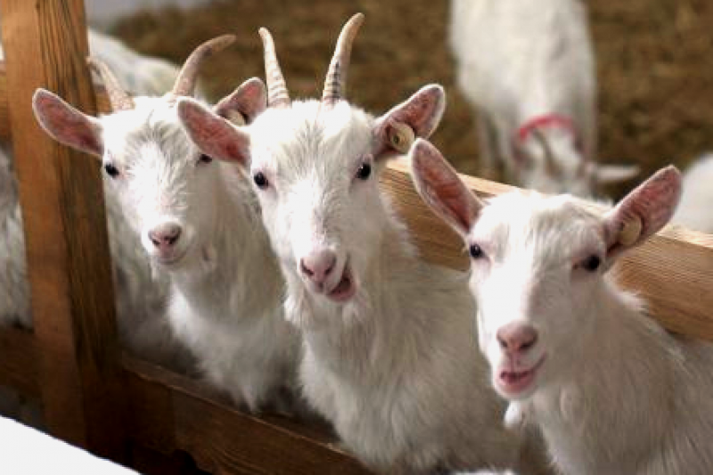 У місцевих новаторів вже є і свій бренд — Святогірська коза