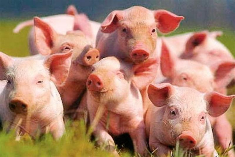 Шотландці вважають, що геном RELA захистить свиней від АЧС
