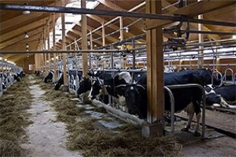 Інвестиції у молочну ферму не окуповуються