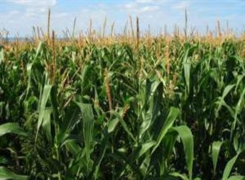 У Чернігівській області зафіксована врожайність гібридів Pioneer 20,7 т/га, в заліку ― 18,3 т/га