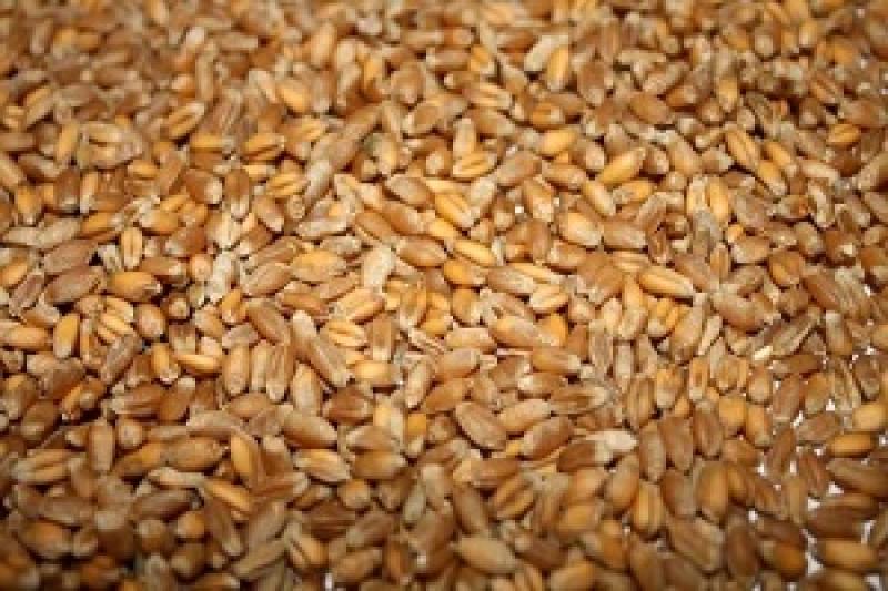 Ціна продовольчої та фуражної пшениці зросла на 2,5% та 3,8%