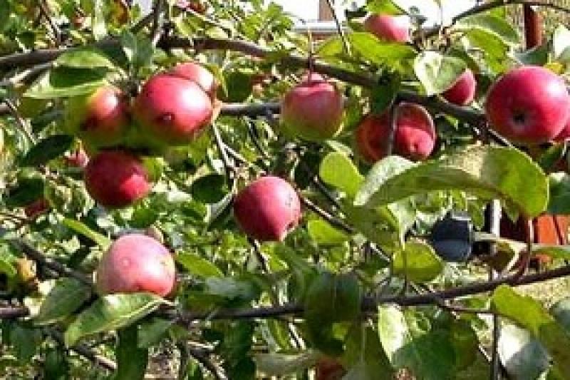 В українських яблуках показники поживних речовин у 2-3 рази більші, ніж в інших