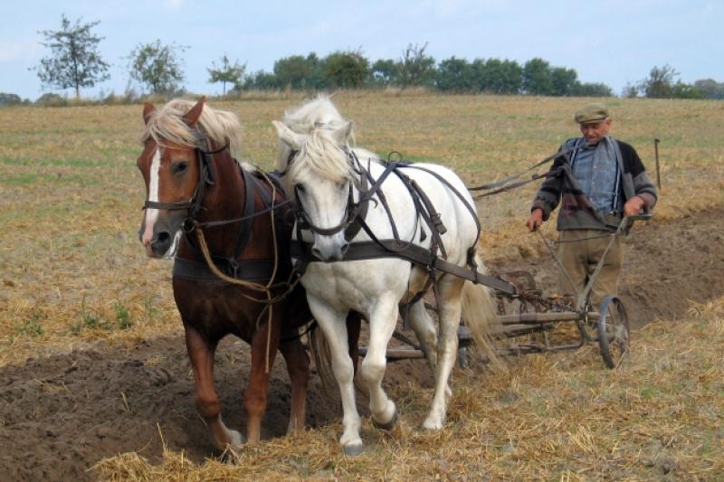 В Україні 29,2% сільськогосподарських домогосподарств використовували коней для обробітку землі