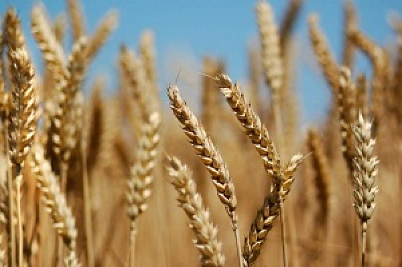 Прогнозується рекордний урожай пшениці у світі