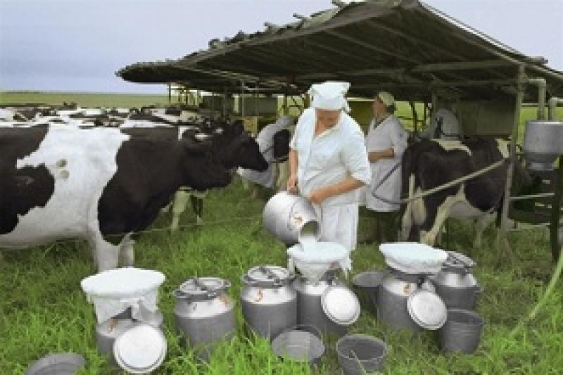В Україні збільшується виробництво якісного молока