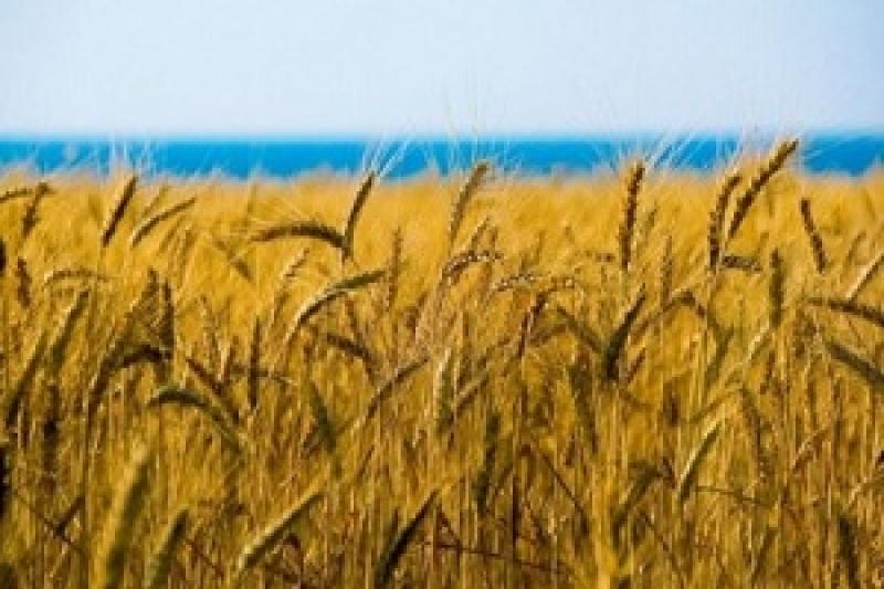 Частка сільського господарства у ВВП України буде рости