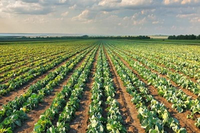 Green Factory хоче вирощувати овочі на Закарпатті