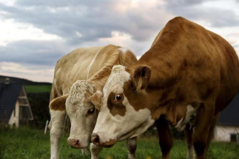 Станом на 1 березня 2016 р. кількість корів на Херсонщині зменшилась на 2%