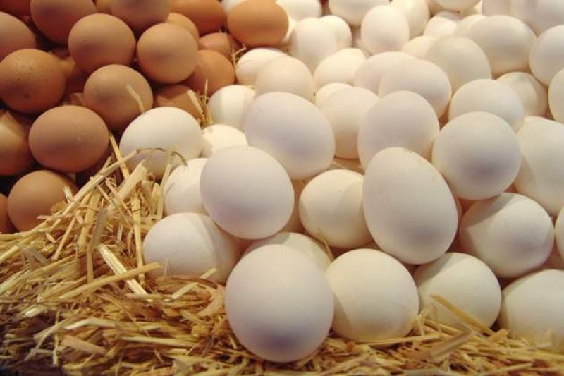 Кількість вироблених яєць за січень-лютий 2016 р. становить 2111,1 млн грн