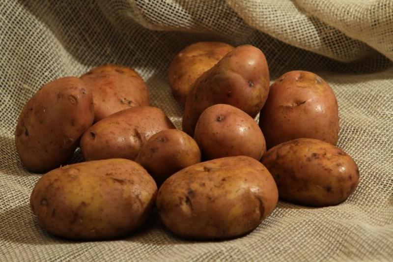 В Україні найбільше картоплі виробляють дрібні фермерства