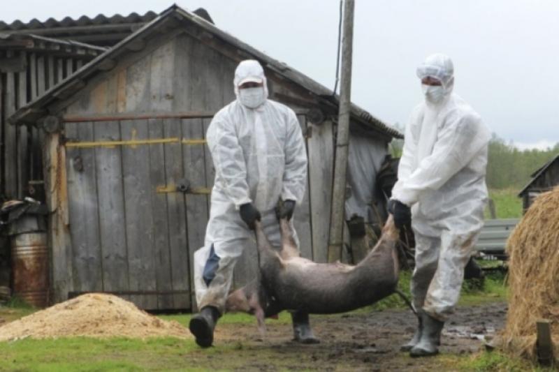 Африканська чума свиней на Кіровоградщині