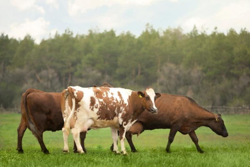 За телиці, нетелі та корови вітчизняного походження відшкодовують не більше 12 тис. грн за одну