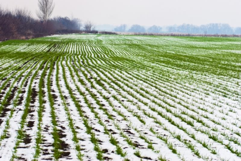 Погіршення погодних умов загрожує урожайності озимих