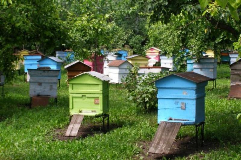 Постанова Уряду встановила вимоги щодо утримання, годівлі та лікування бджіл при виробництві органіки