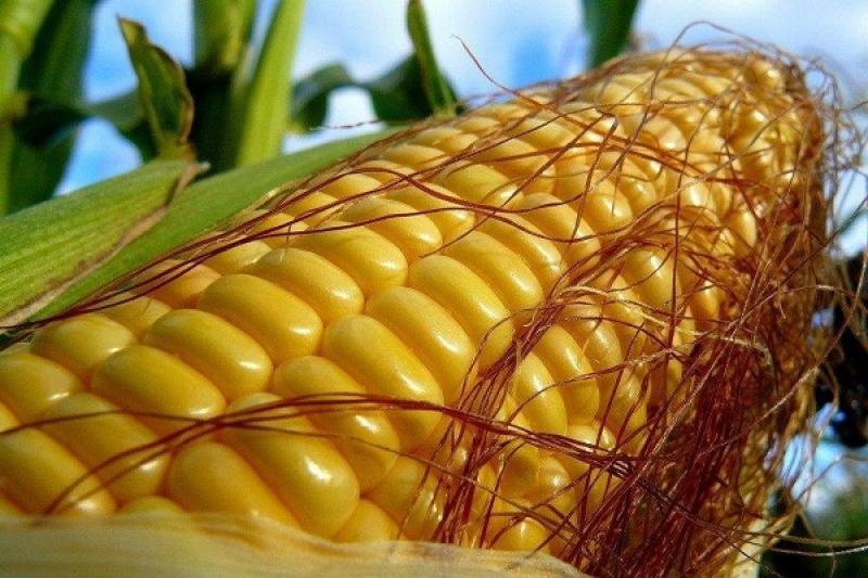 Фермери США робитимуть ставку на кукурудзу